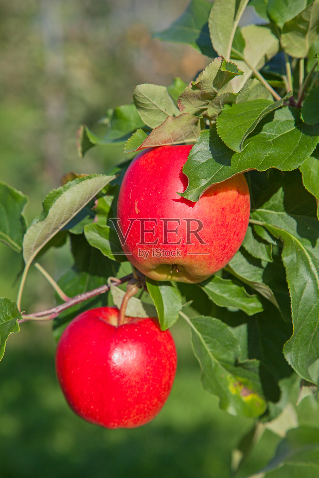 苹果花园照片摄影图片