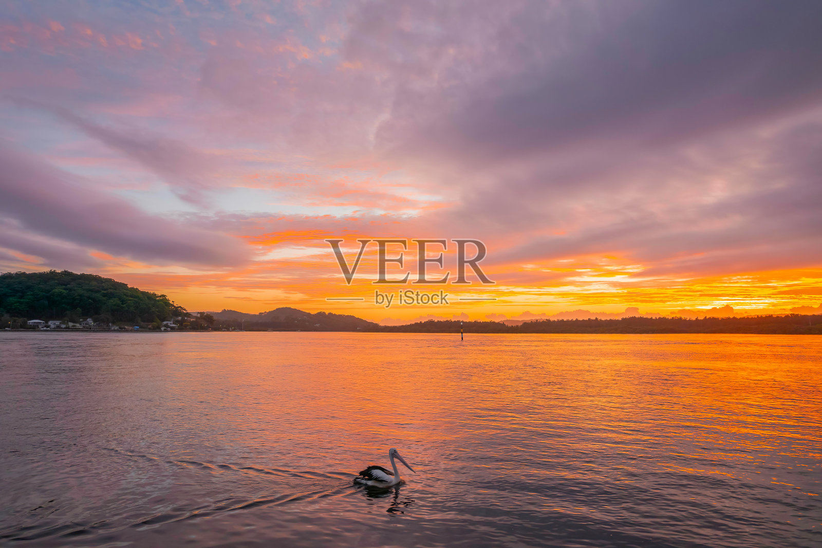 橙色和紫色的日出水景，鹈鹕在海湾里照片摄影图片