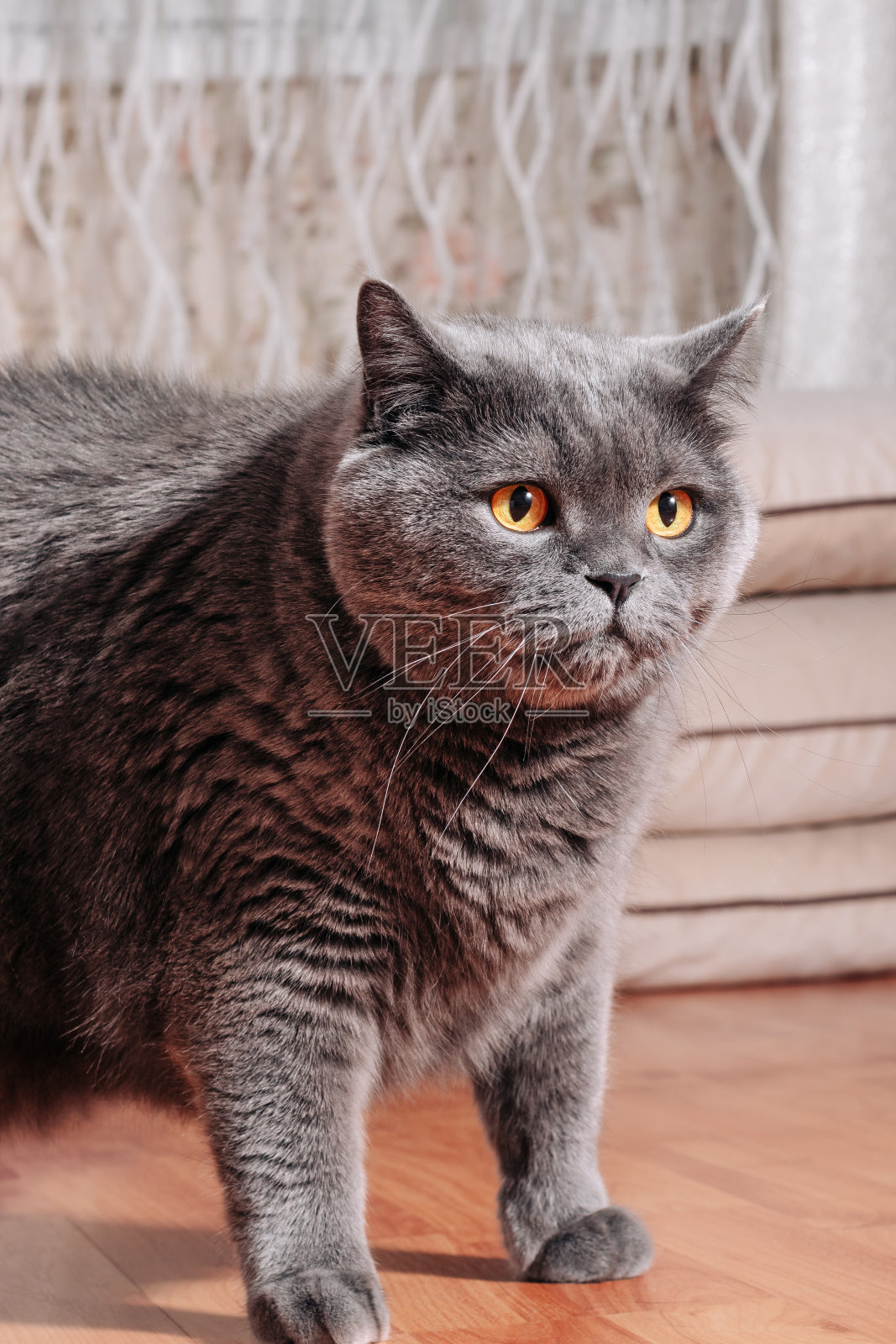 英国品种的大灰猫坐在公寓的木地板上照片摄影图片