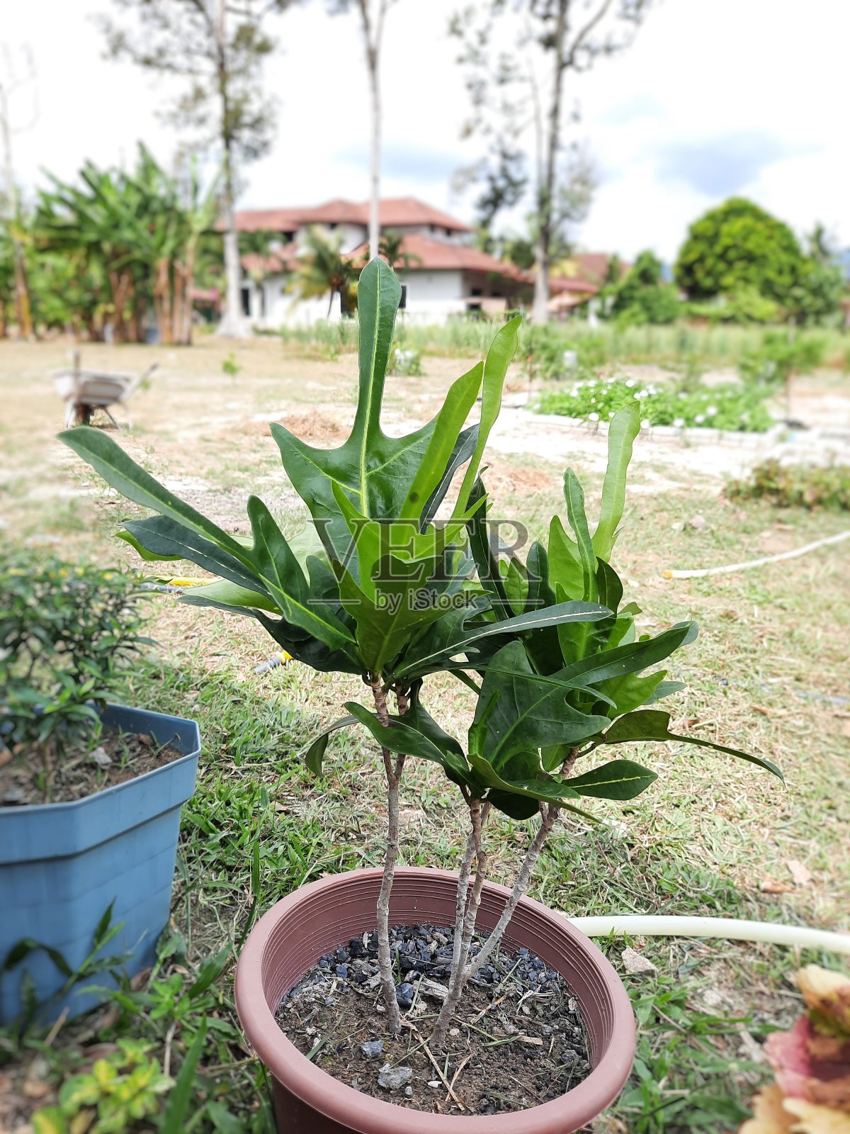 植物照片摄影图片