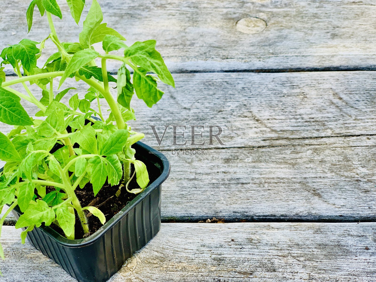 在塑料花盆中萌发番茄幼苗，春季园艺概念。照片摄影图片