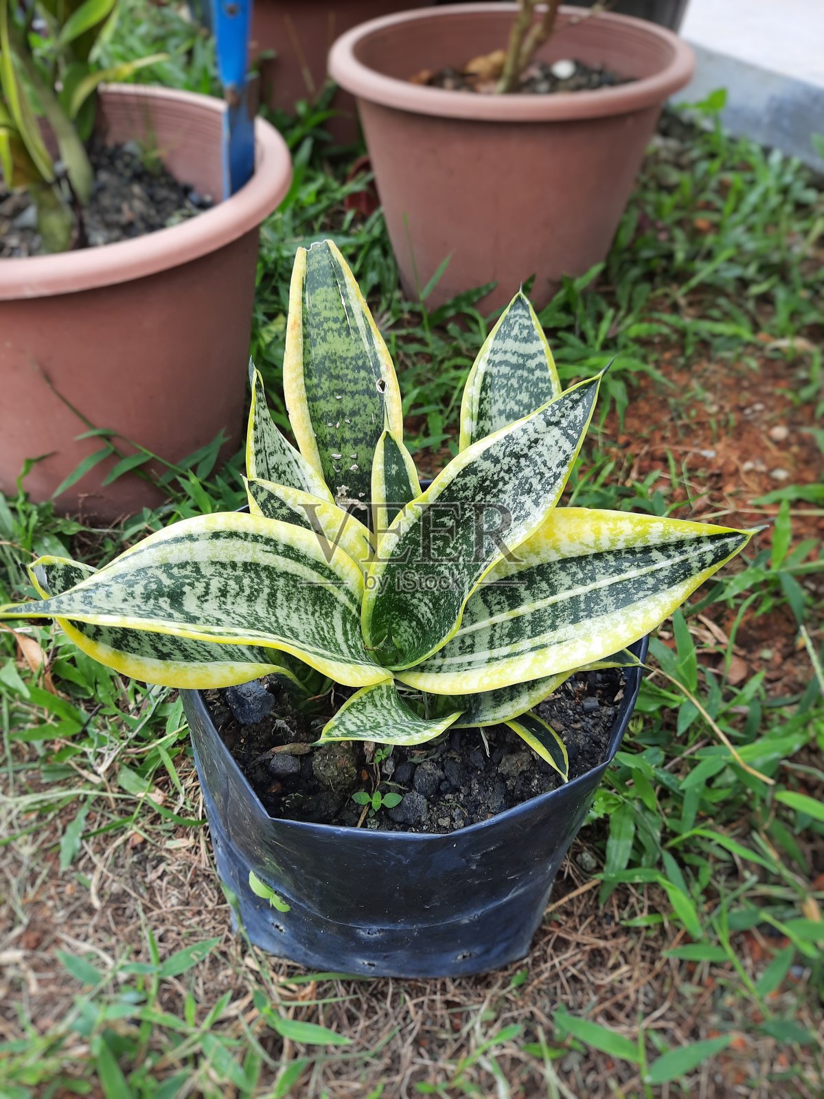 植物照片摄影图片