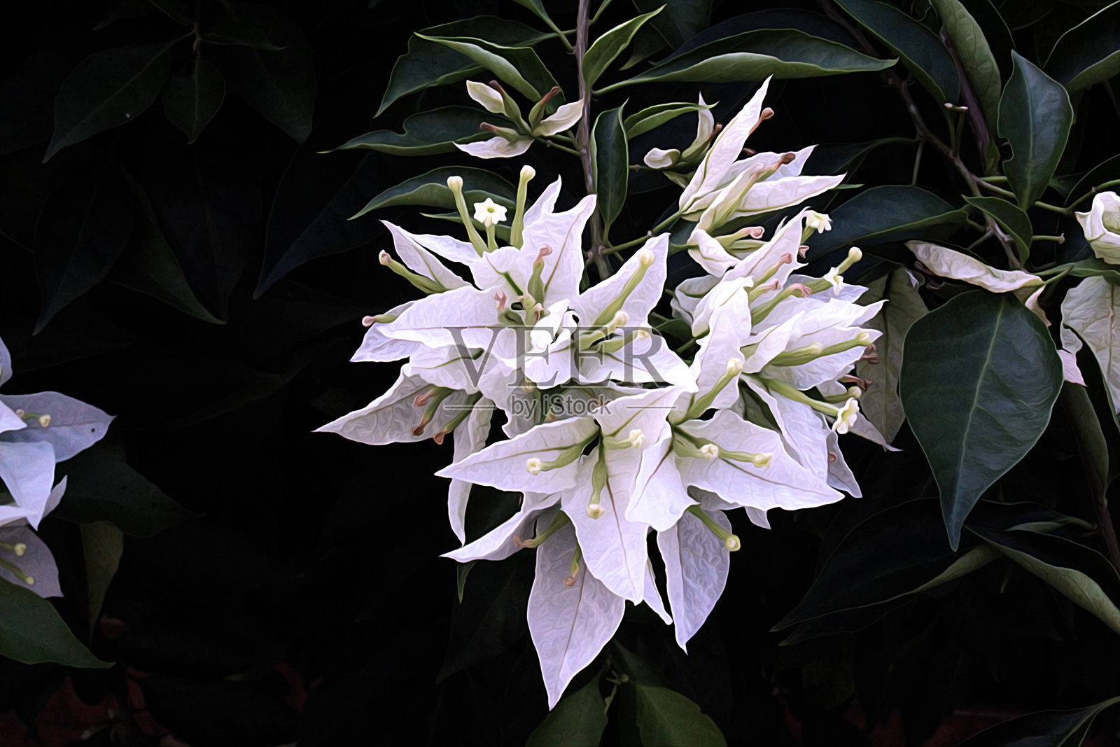 水晶花叶照片摄影图片