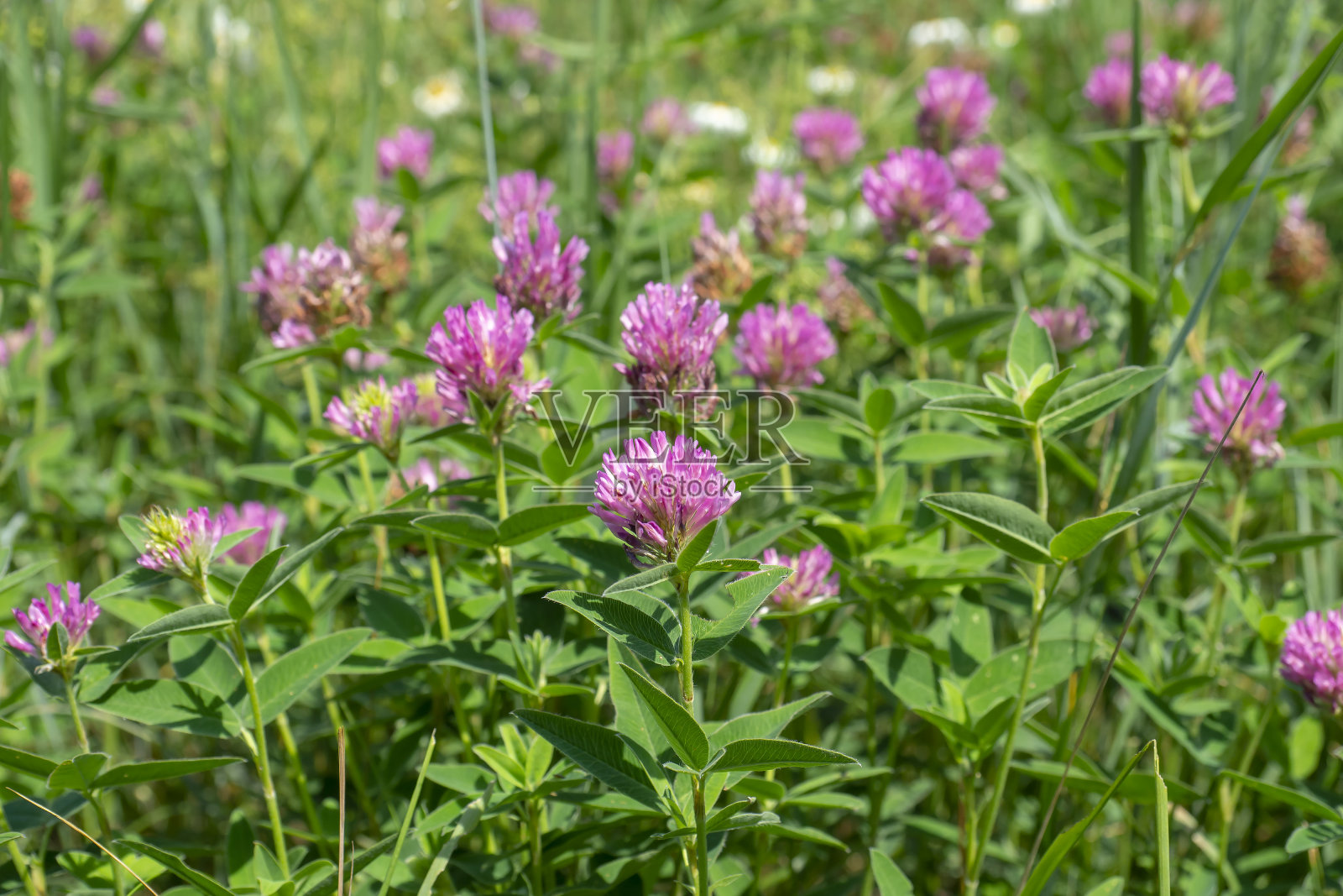 绿草中的红三叶草。盛夏的草甸。照片摄影图片
