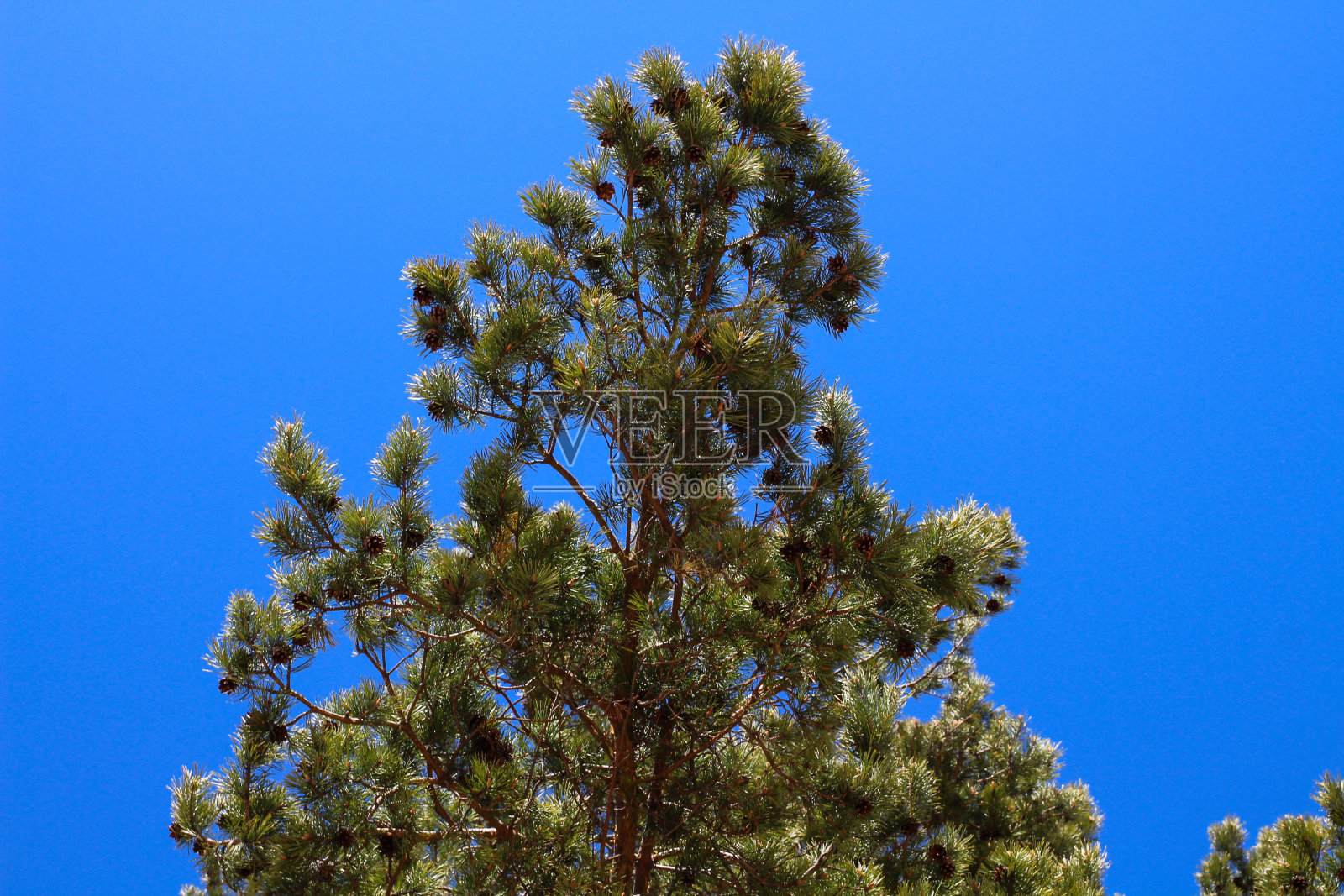 在蓝天的映衬下，一根毛茸茸的绿色松枝带着松果。照片摄影图片