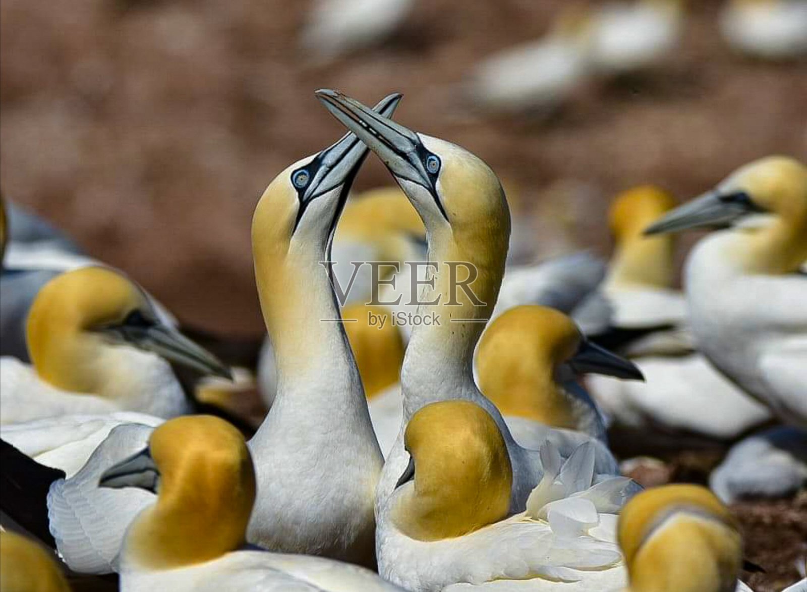 两只美丽的小鸟恋爱了照片摄影图片