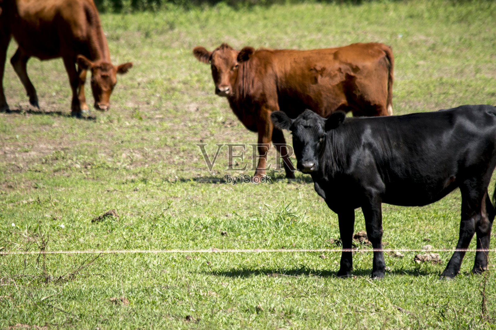 田野里的牛照片摄影图片