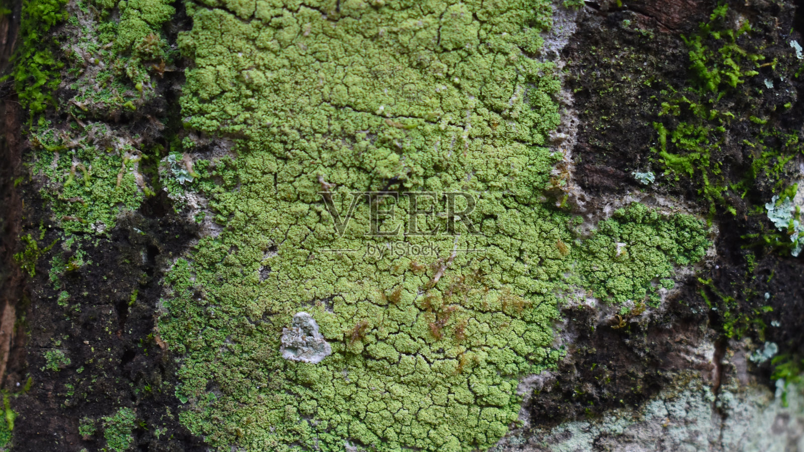 绿色苔藓背景照片摄影图片