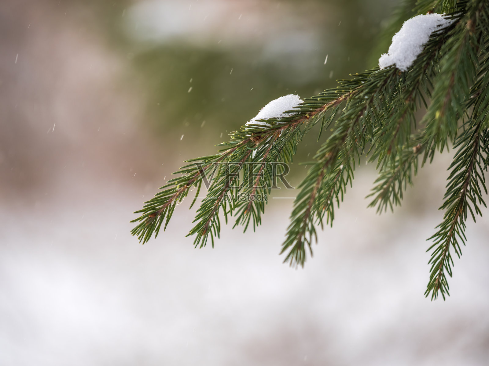 冬天的冷杉树枝上覆盖着皑皑白雪照片摄影图片