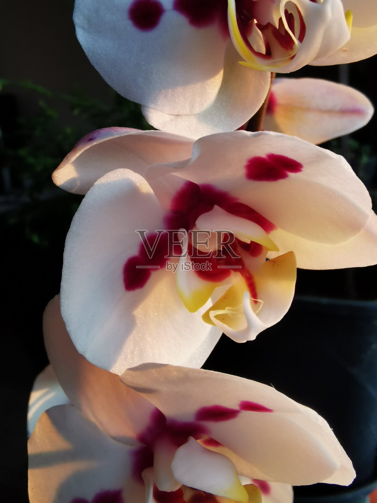 兰花日出时照片摄影图片