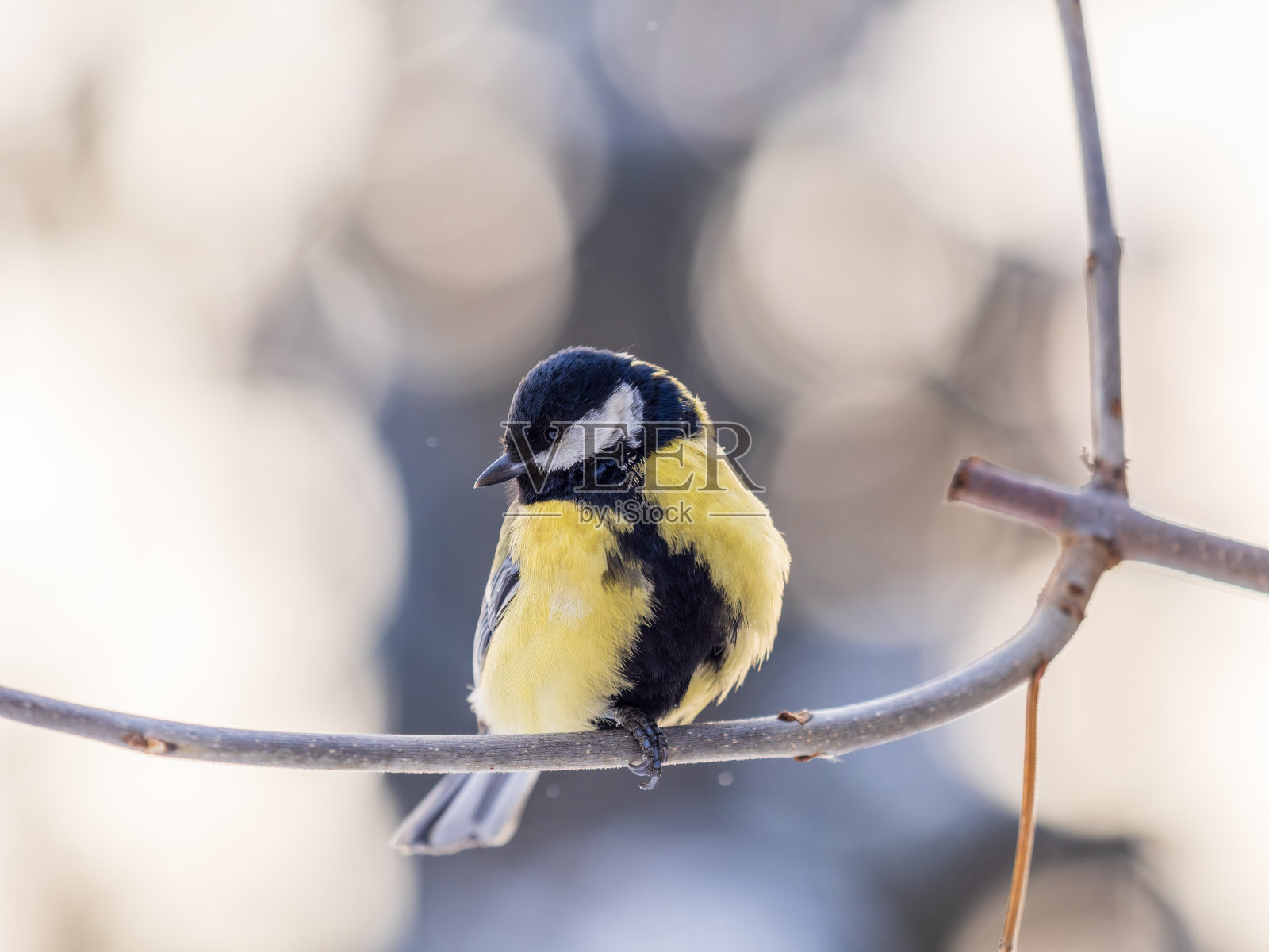 可爱的鸟大山雀，鸣鸟，在秋冬无叶的树枝上栖息。照片摄影图片