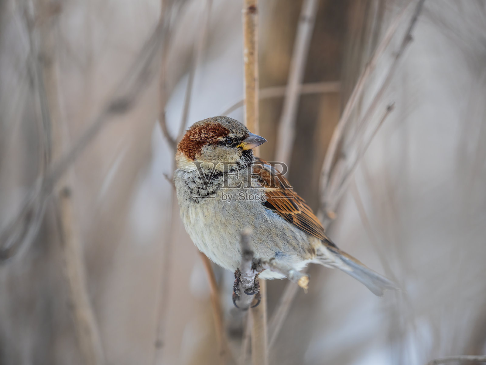 麻雀坐在没有叶子的树枝上。照片摄影图片