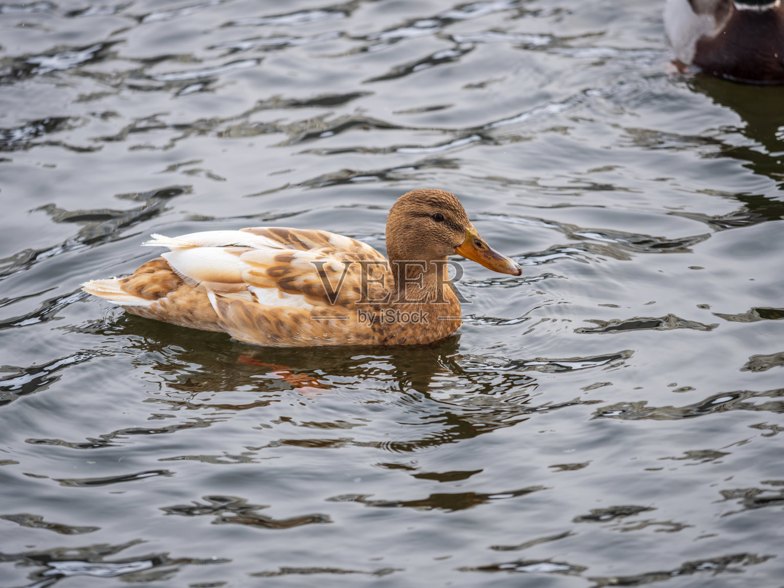 黄色的野鸭雌鸭在池塘里游泳。动物多态性照片摄影图片