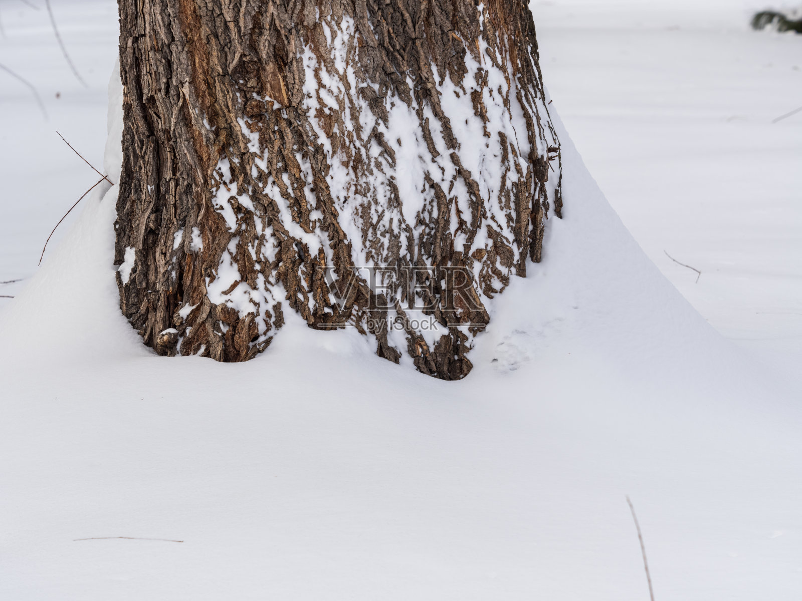 覆盖着雪的柳树树干照片摄影图片