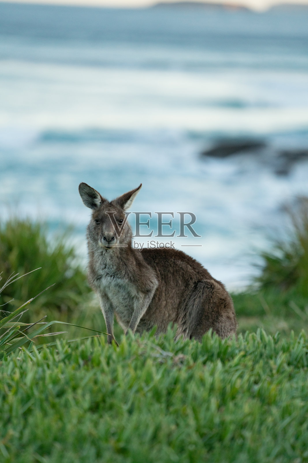 以海洋为背景的袋鼠照片摄影图片