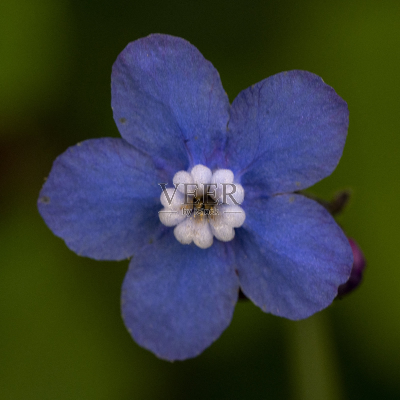 大猎犬的舌头照片摄影图片