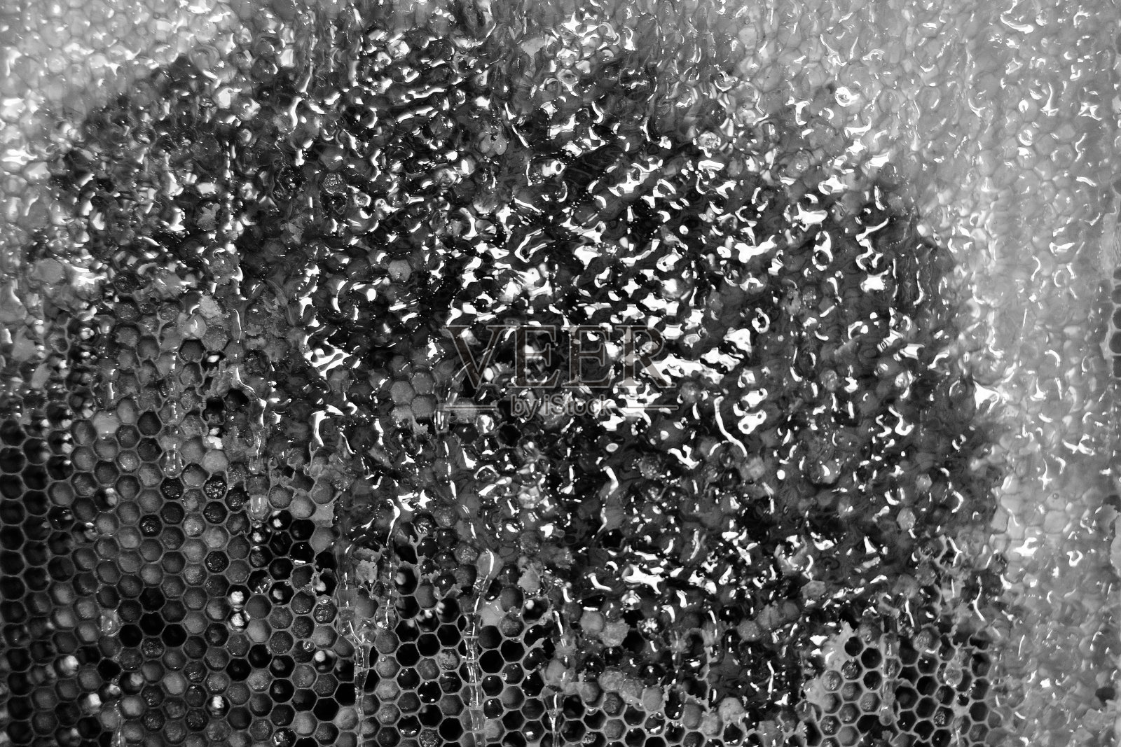 蜂窝照片摄影图片