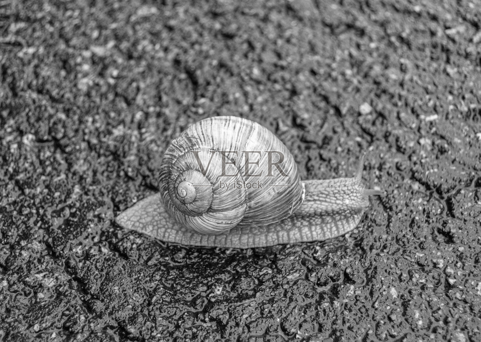 蜗牛照片摄影图片