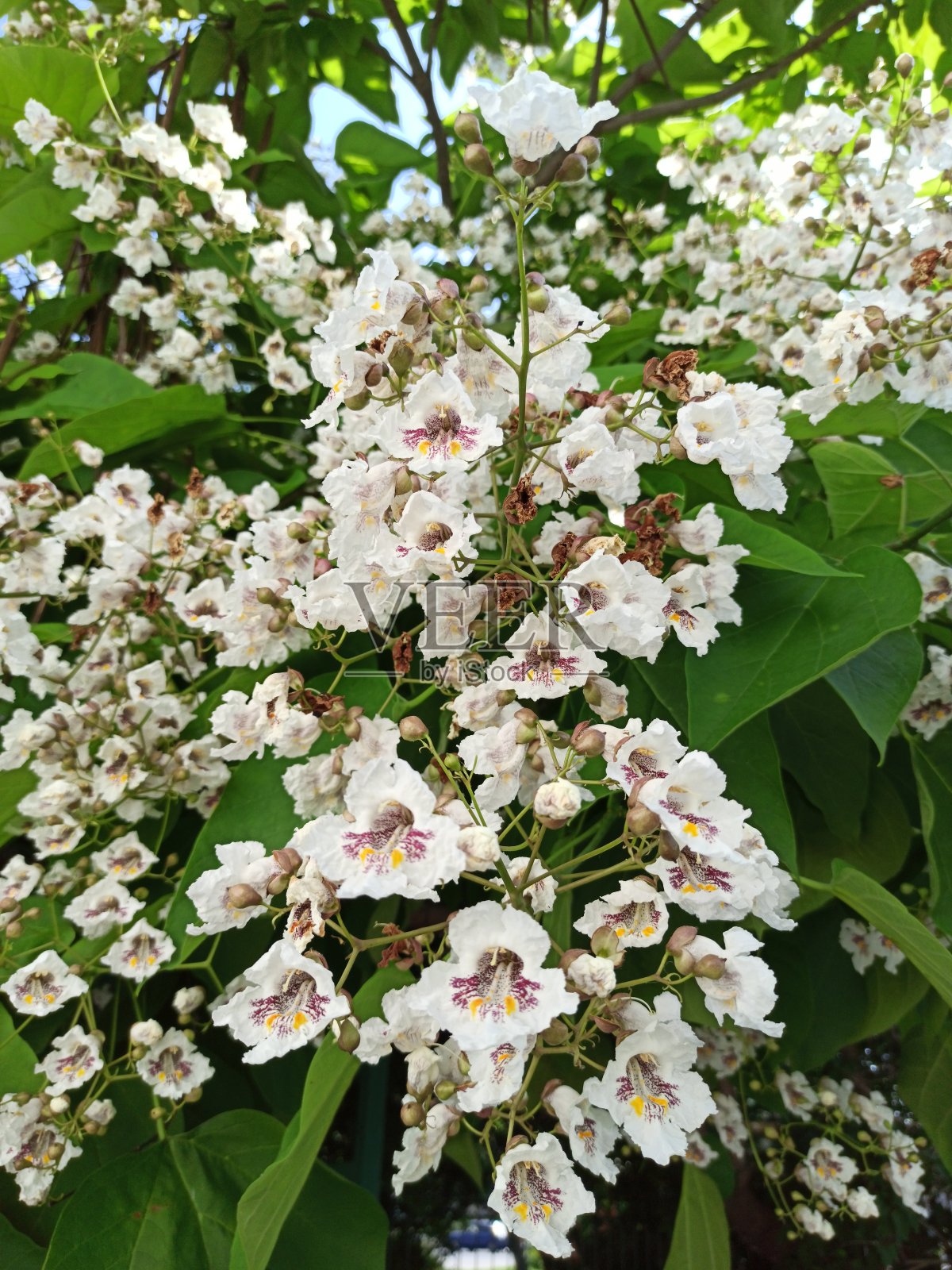 白色的，里面有斑点的花，聚集成大的圆锥花序，在一棵梓树的树枝上对着浓密的叶子。照片摄影图片