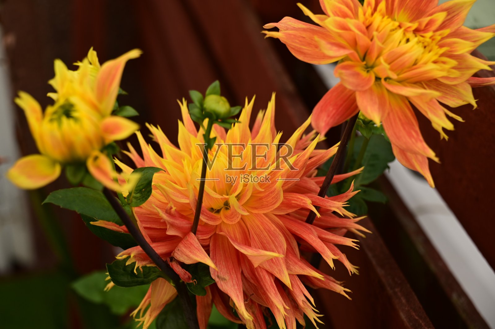 Fimbriata大丽花照片摄影图片