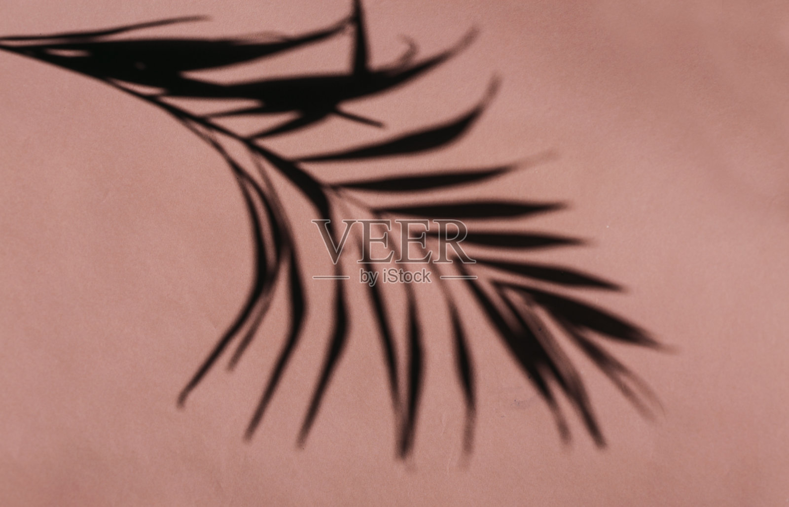 棕榈树叶子的影子照片摄影图片