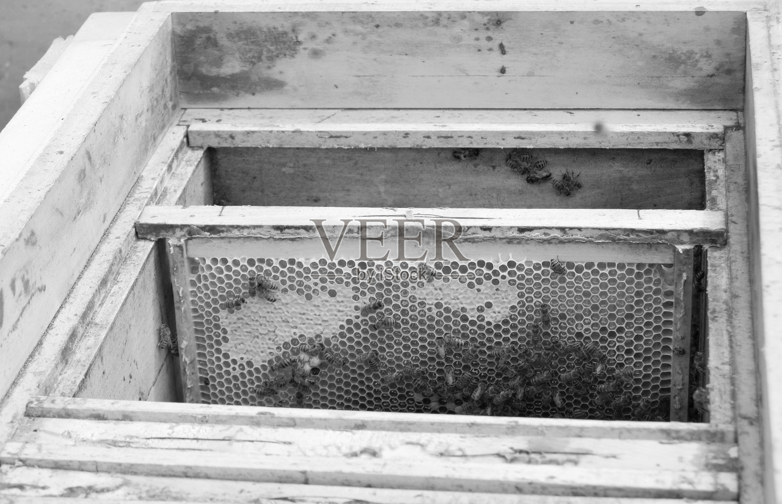 蜜蜂照片摄影图片