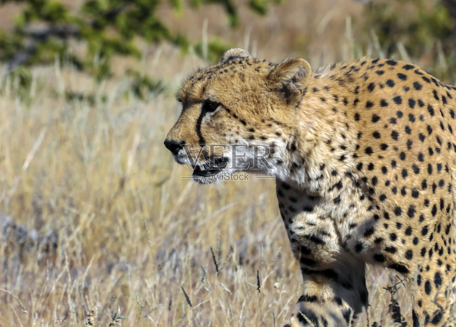 猎豹穿过大草原，寻找阴凉的地方，舒适地休息。照片摄影图片