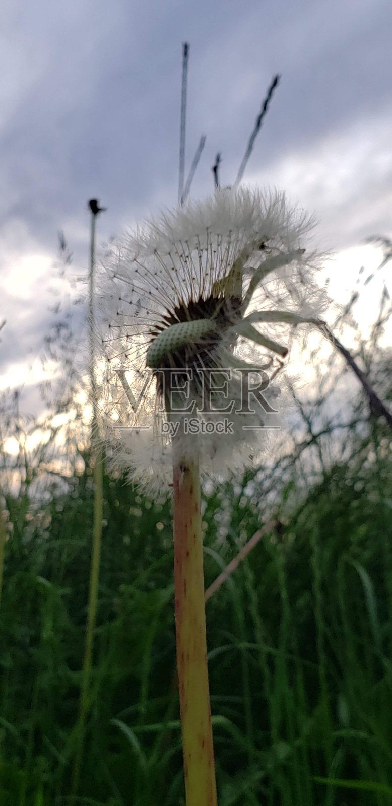 蒲公英照片摄影图片