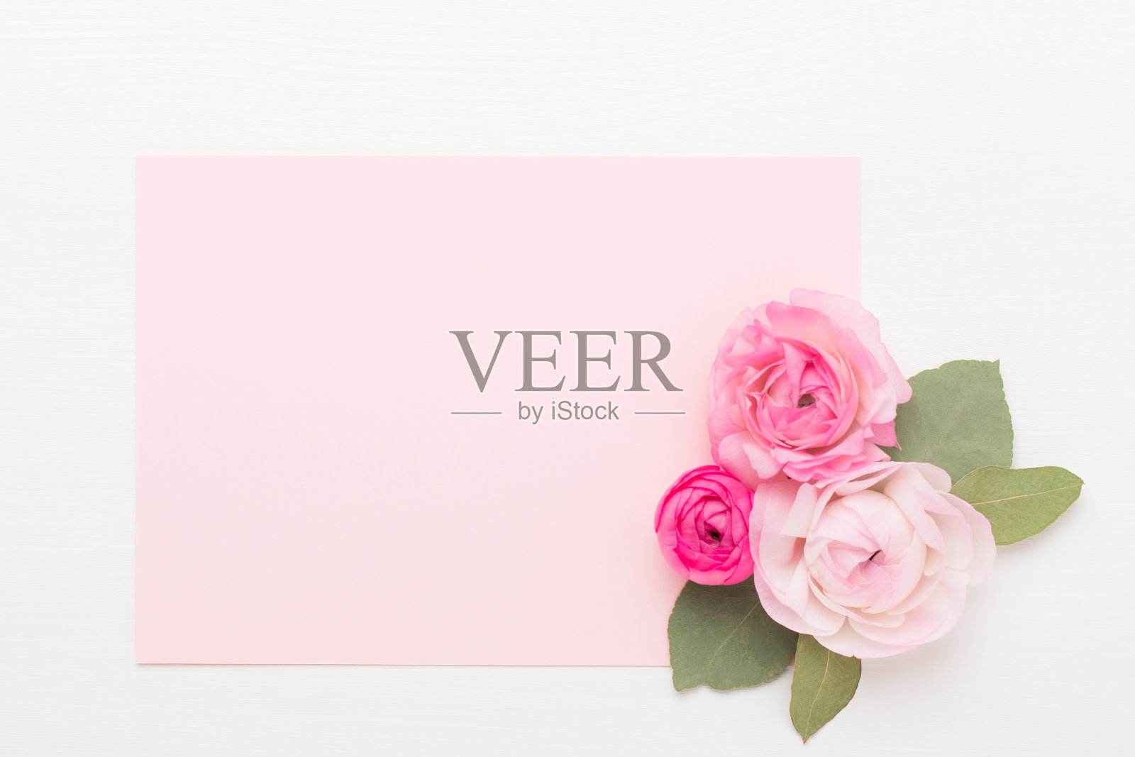 美丽的彩色毛茛花在白色的背景。春天的贺卡。照片摄影图片