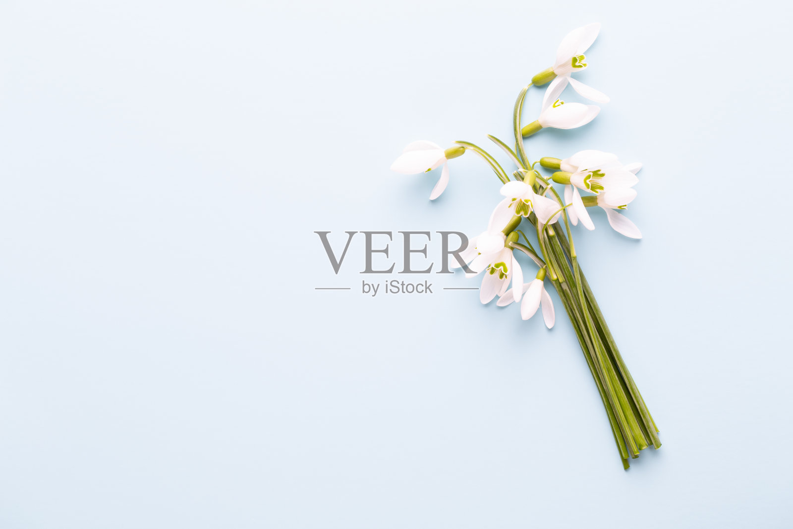 新鲜的雪花莲在蓝色背景与地方的文本。春天的贺卡。母亲的一天。平的。照片摄影图片