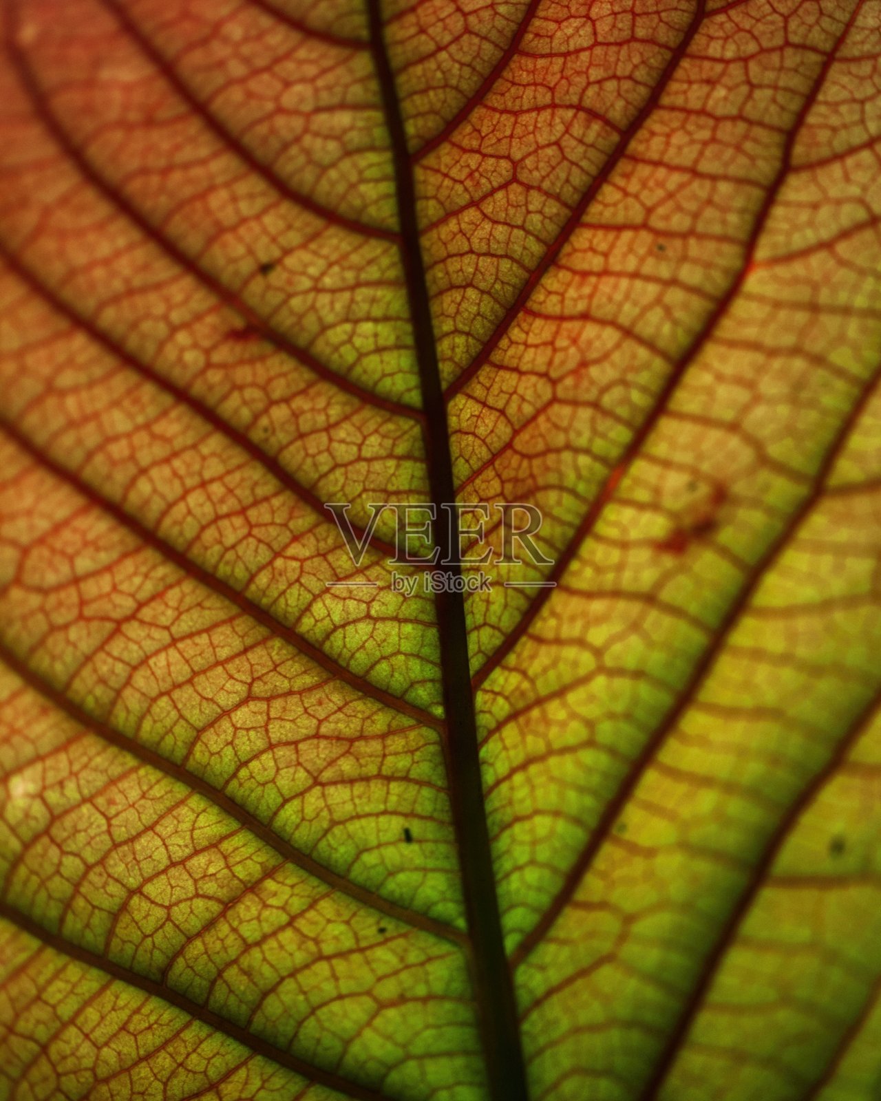 哥斯达黎加圣埃琳娜云雾森林保护区的植物和自然的对称微距镜头。照片摄影图片