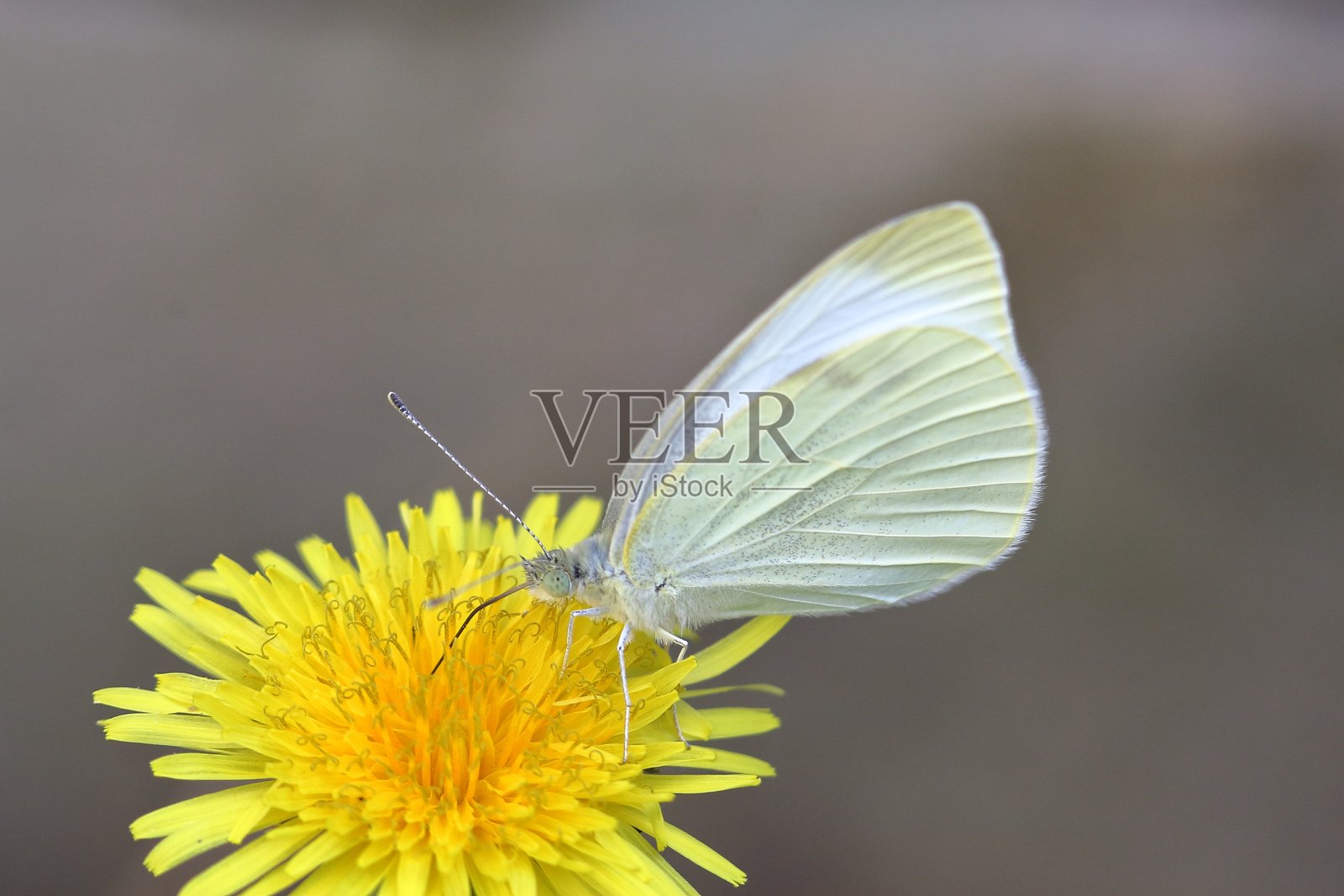 白菜花蝴蝶，正在吃黄色的蒲公英花。照片摄影图片