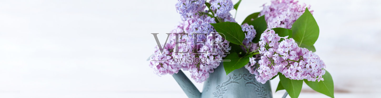 美丽清新的紫丁香花束在金属浇水。模板园艺，春天的时间。情人节贺卡，3月8日，妇女节，母亲节。白色背景，关闭照片摄影图片