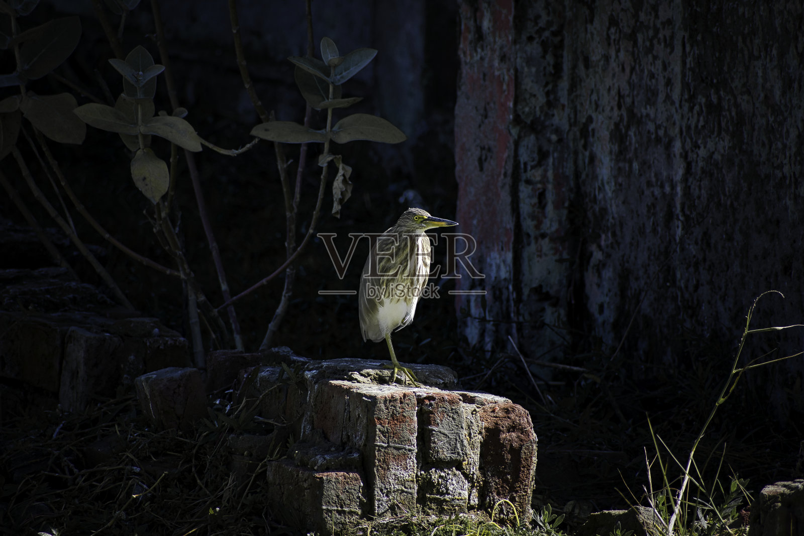 单腿站立的印度塘鹭。照片摄影图片