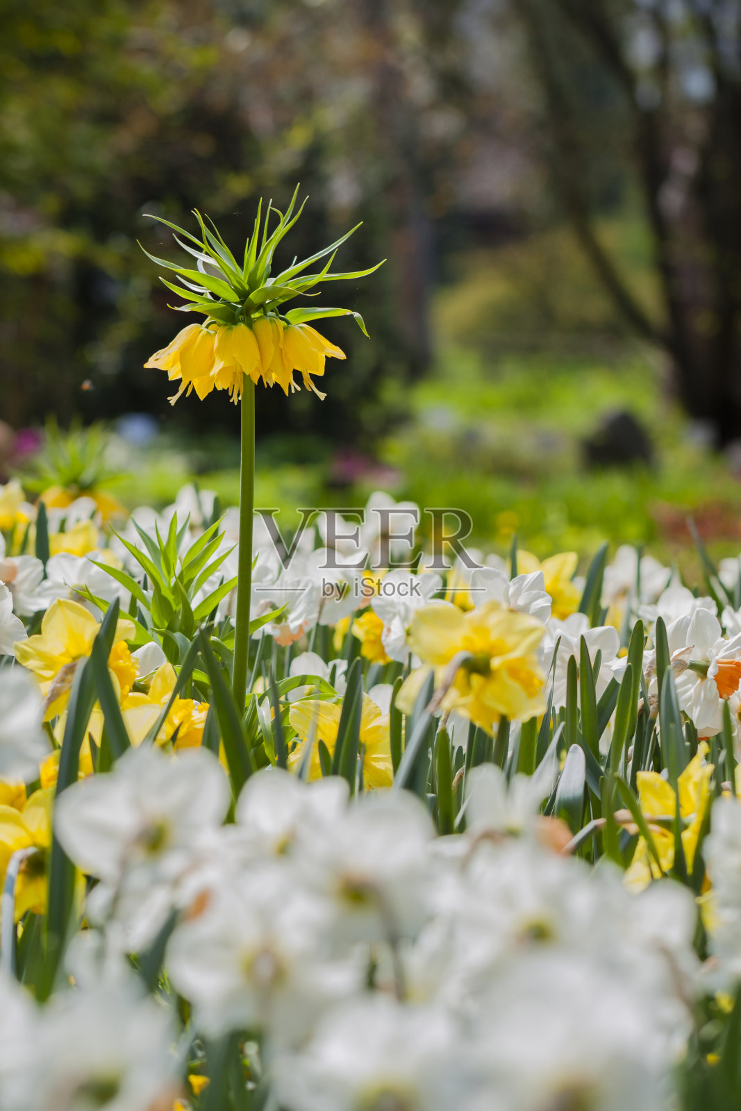 黄月见草草甸照片摄影图片