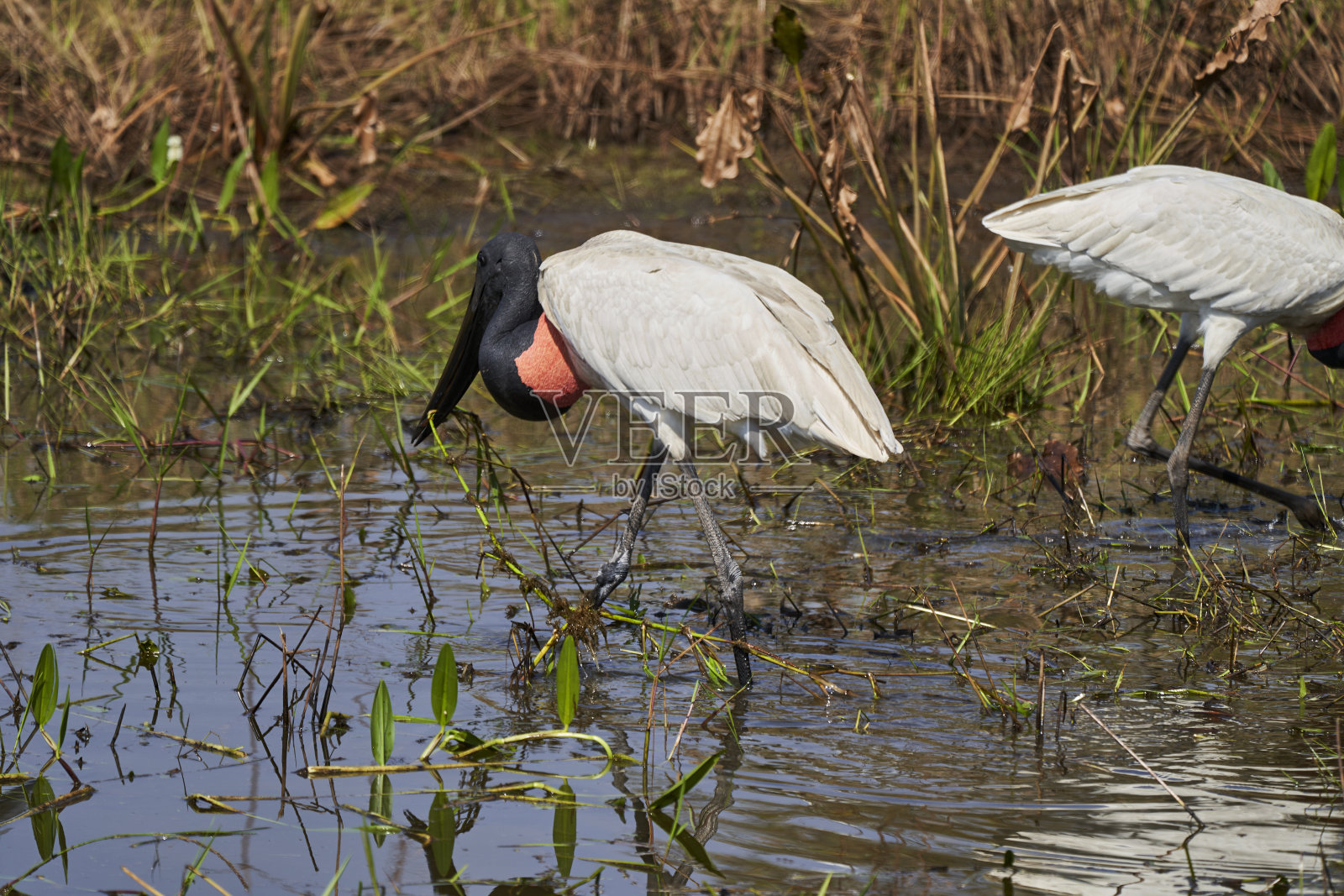Jabiru是一种高大的涉禽，分布在从墨西哥到阿根廷的美洲地区，是最大的鹳类，头部黑色，颈部红色，喉咙可充气，产自巴西潘塔纳尔照片摄影图片