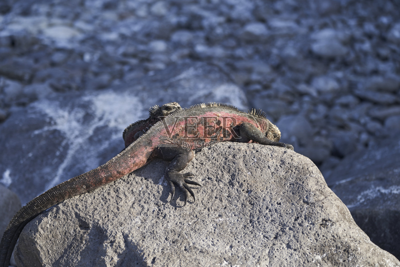 海鬣蜥，也叫Amblyrhynchus cristatus，也叫海，盐水，或Galápagos海鬣蜥坐在加拉帕戈斯群岛的熔岩上吸收阳光照片摄影图片