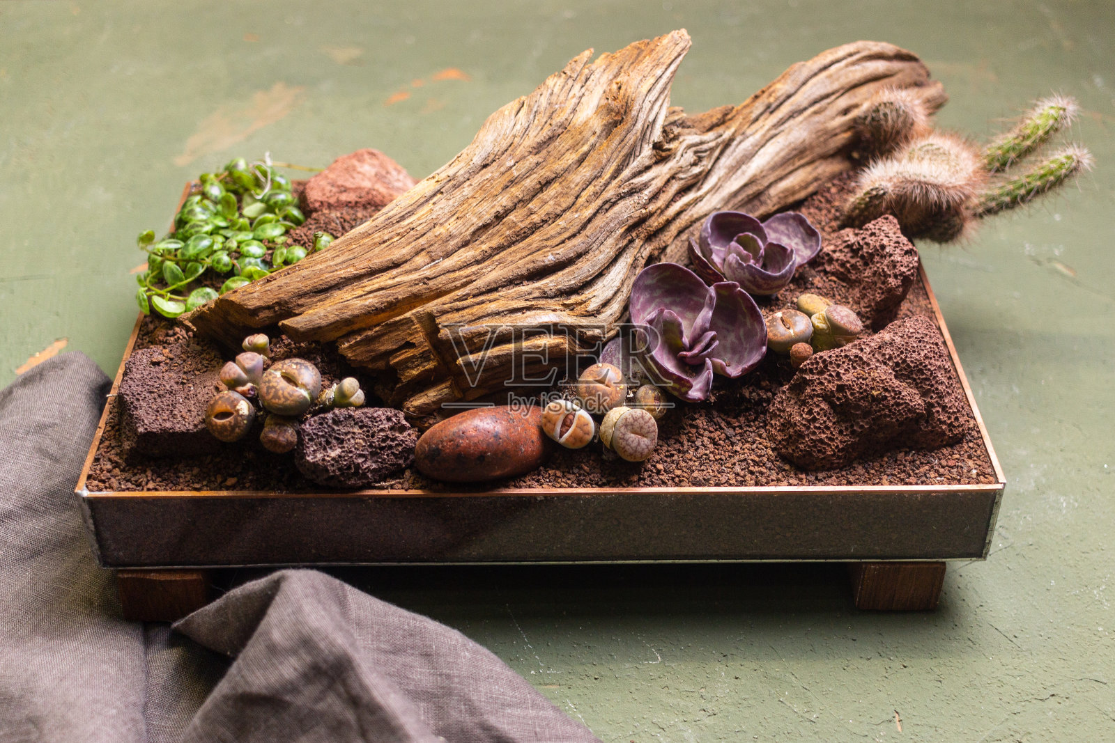 由多肉植物和沙子组成的植物群照片摄影图片