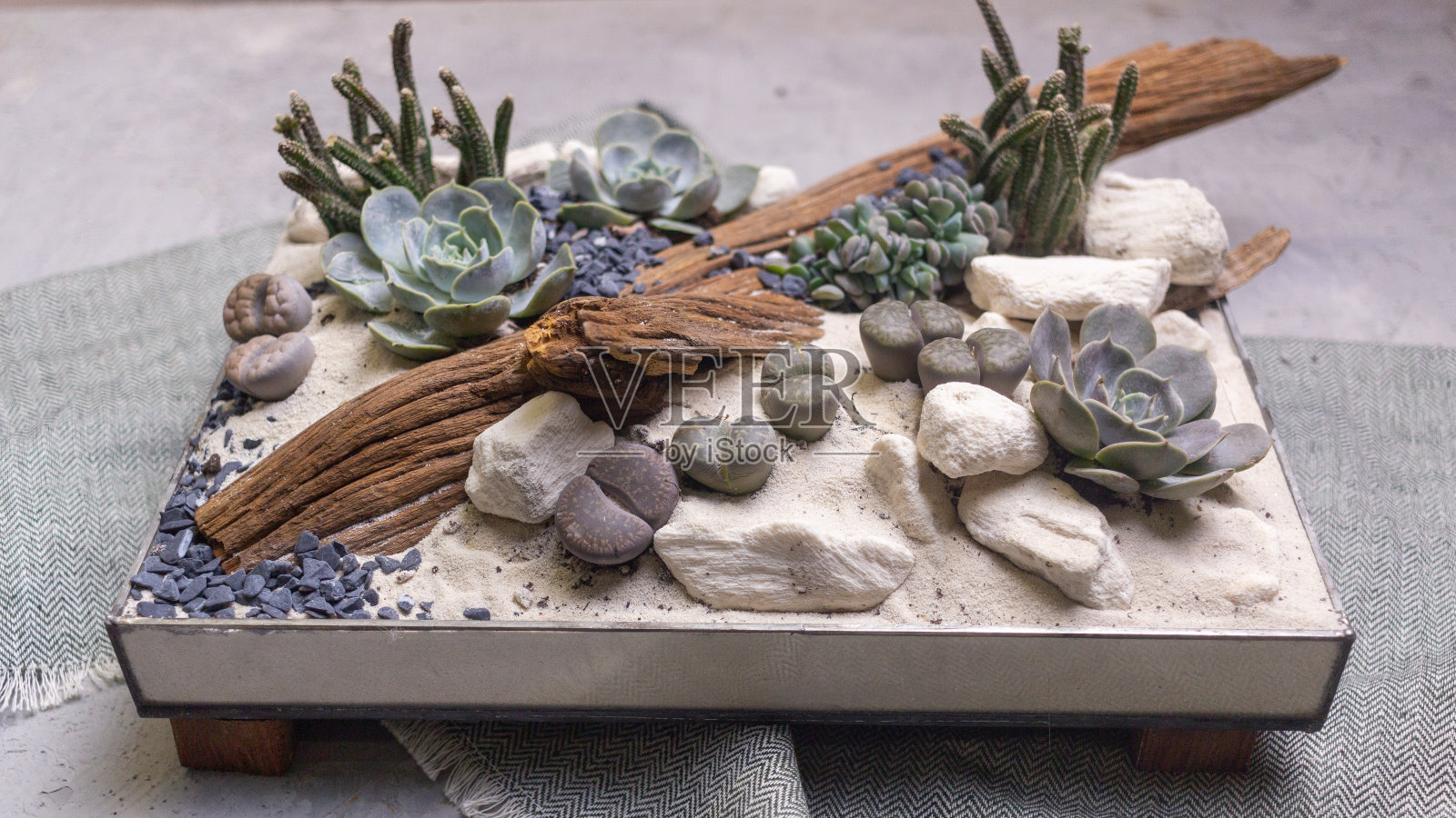 由多肉植物和沙子组成的植物群照片摄影图片