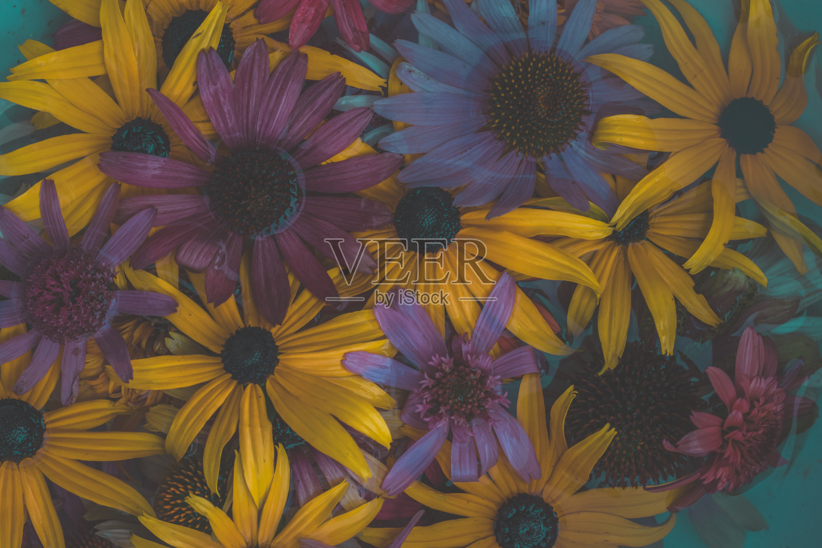 黄色盛开的红豆花背景照片摄影图片