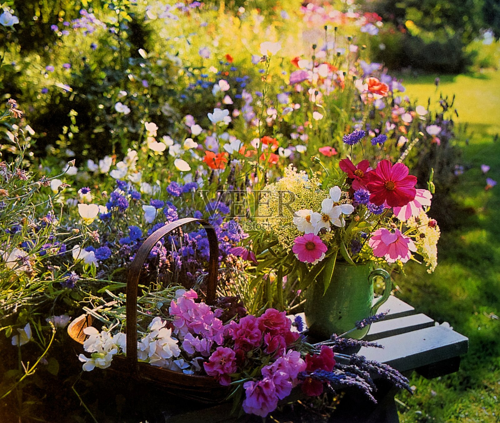 花园里的花照片摄影图片