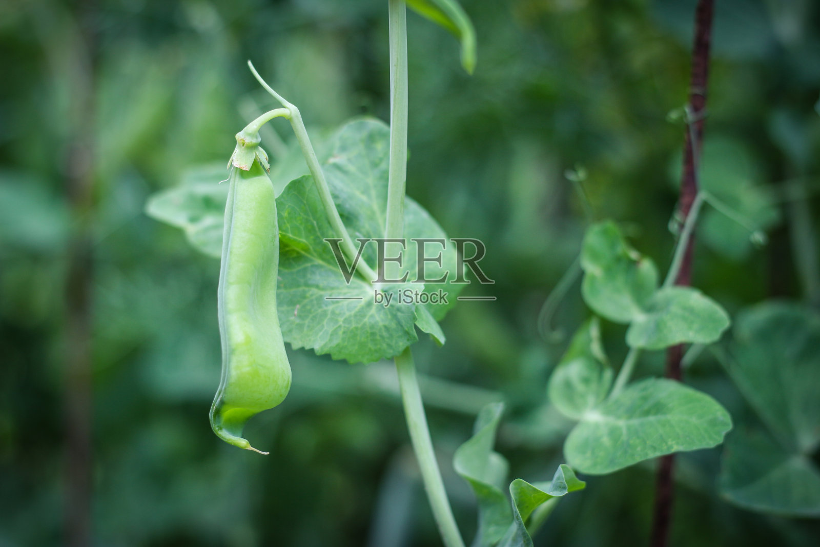 绿色背景上的弯豌豆荚。有选择性的重点。在户外照片摄影图片