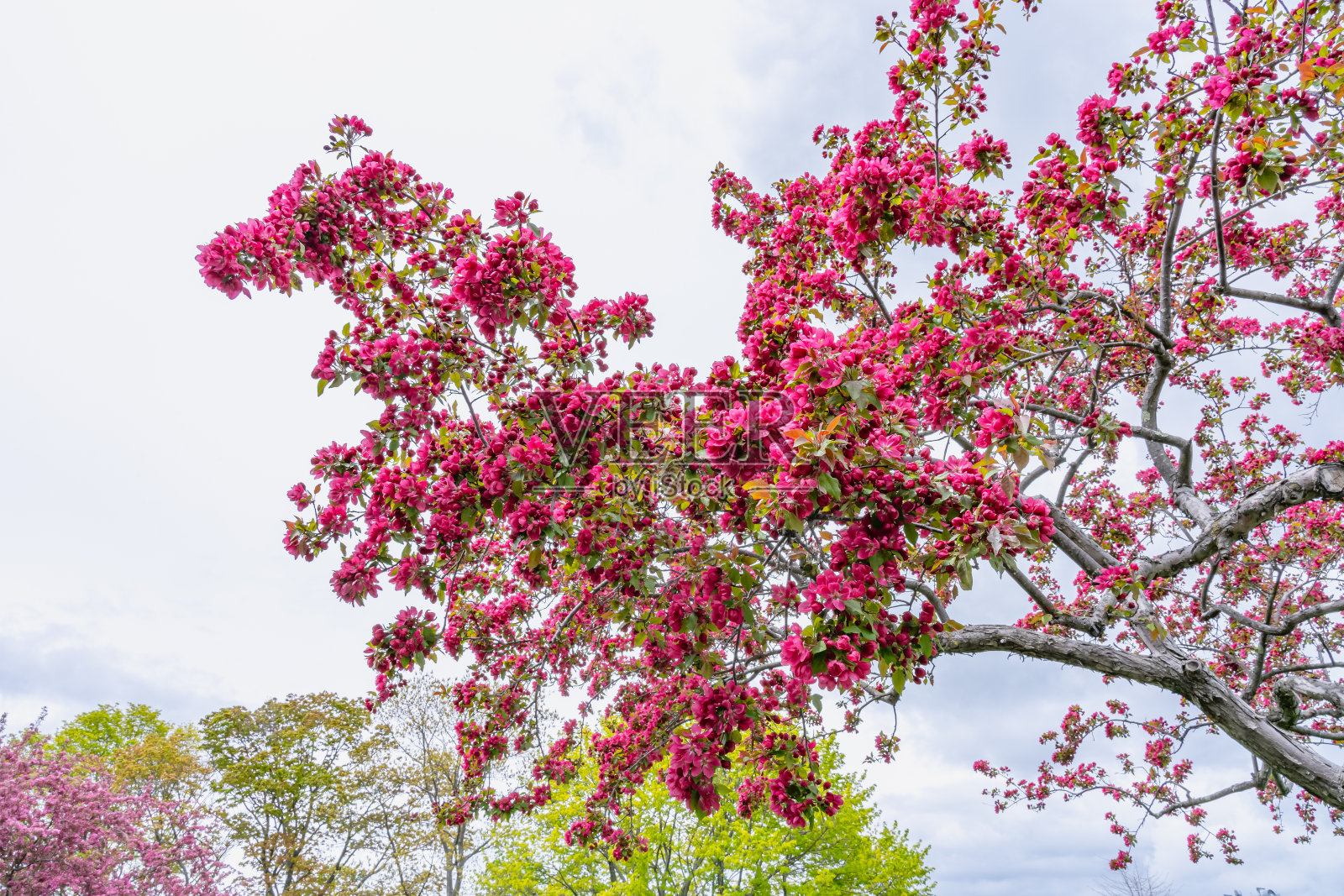 在新英格兰的春天，树枝与茂盛的盛开的花蕾树照片摄影图片