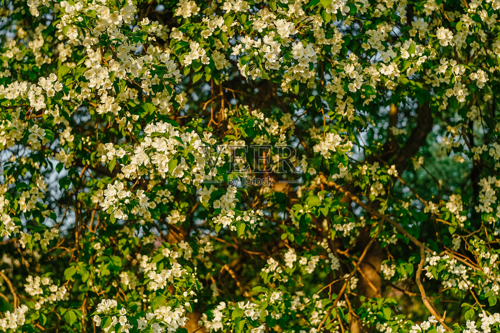 开花的苹果树全株。副本的空间。照片摄影图片