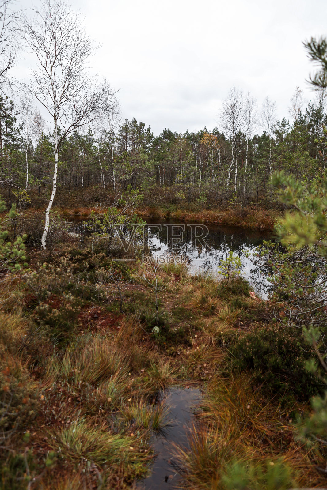 景观沼泽景观与树木和水。照片摄影图片