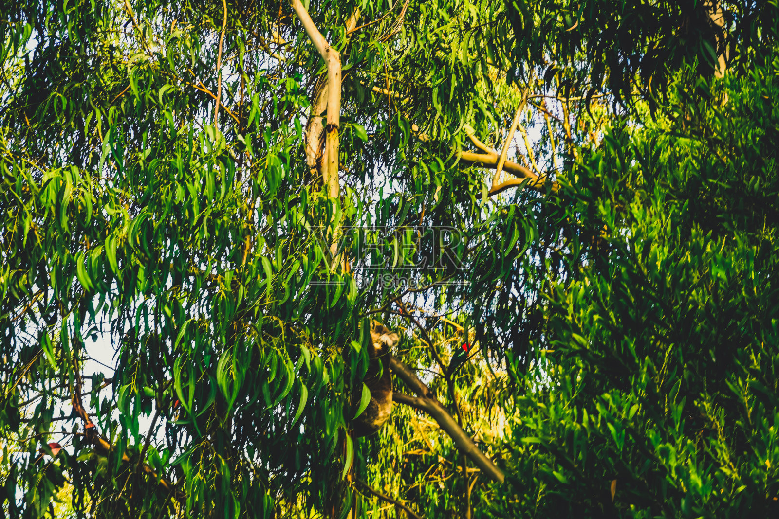 在澳大利亚的大自然中，一只考拉在树上。照片摄影图片