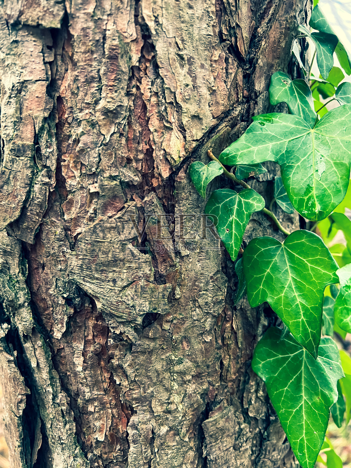 长满绿色植物的粗糙树皮。照片摄影图片