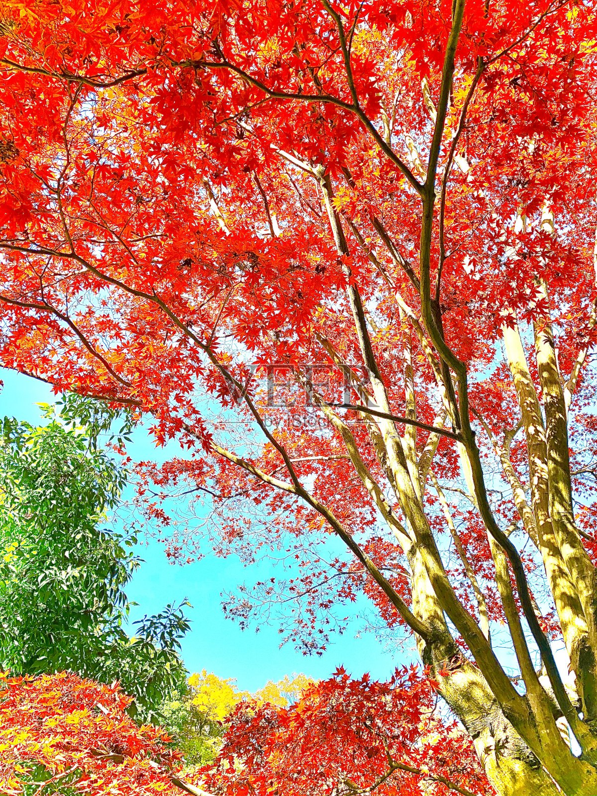 树照片摄影图片