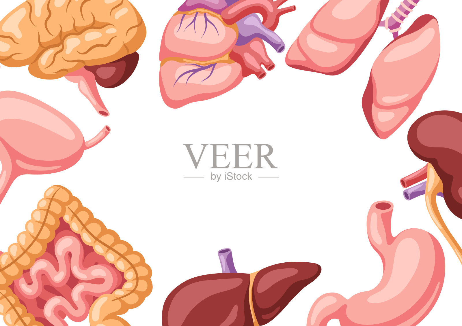 内脏背景。人体解剖学。医疗保健和医疗设计。插画图片素材