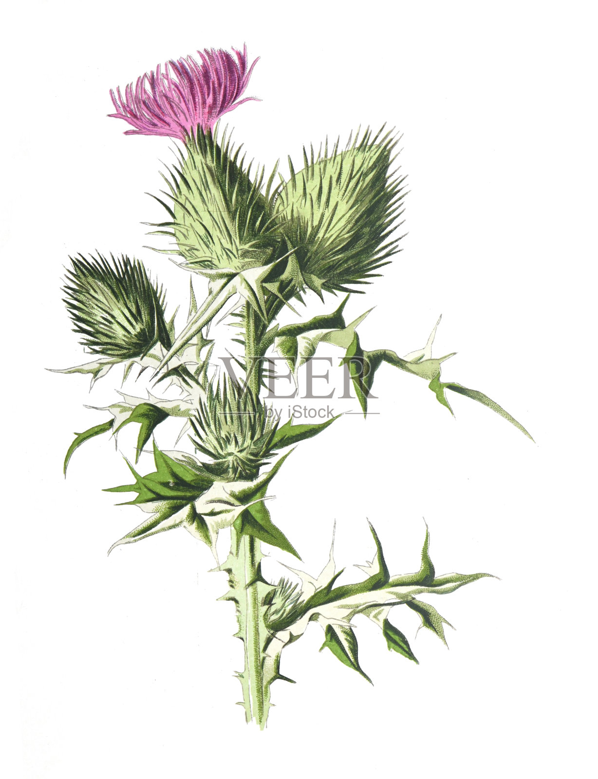 十字花科一种矛状蓟花或蓟属植物或菊科菊科。古董手绘田野花卉插图。古董花。野花插图。19世纪。插画图片素材